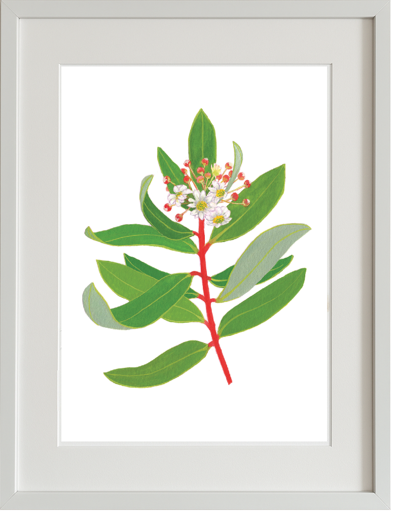 Ilustración enmarcada (canelo)