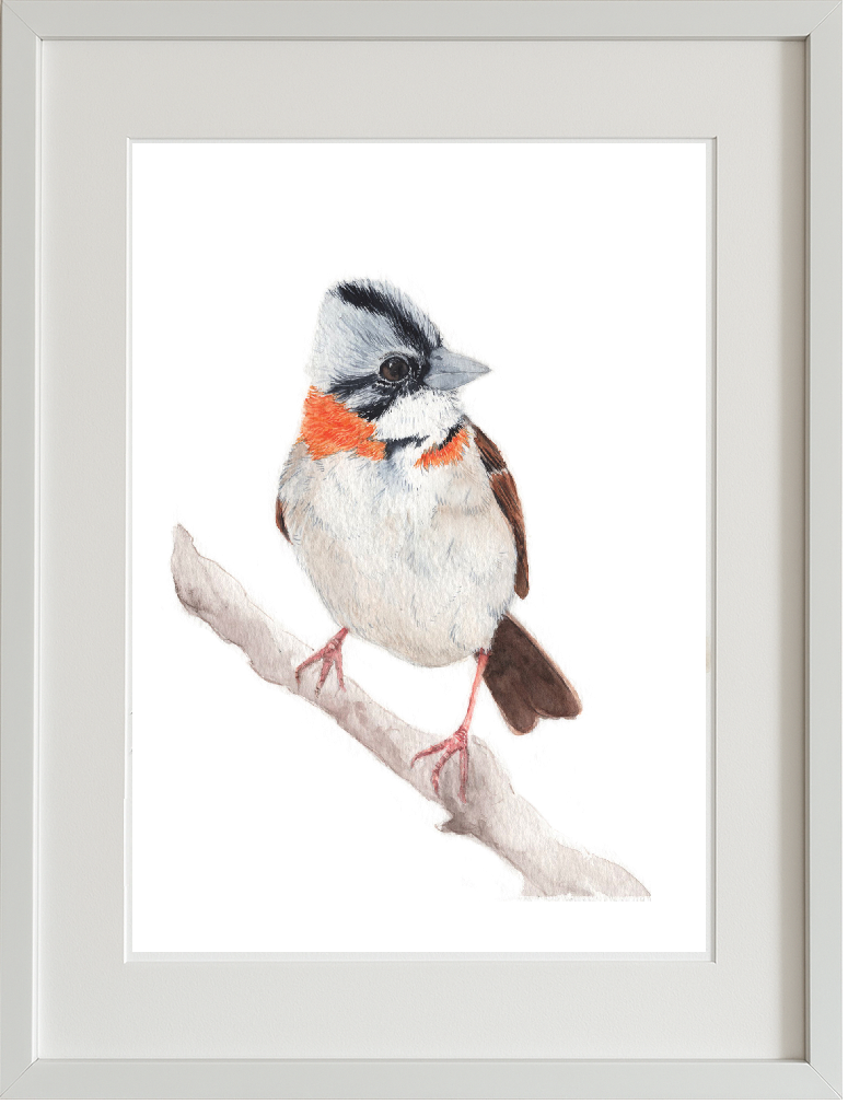 Ilustración enmarcada (chincol)