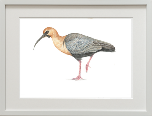 Ilustración enmarcada (bandurria)